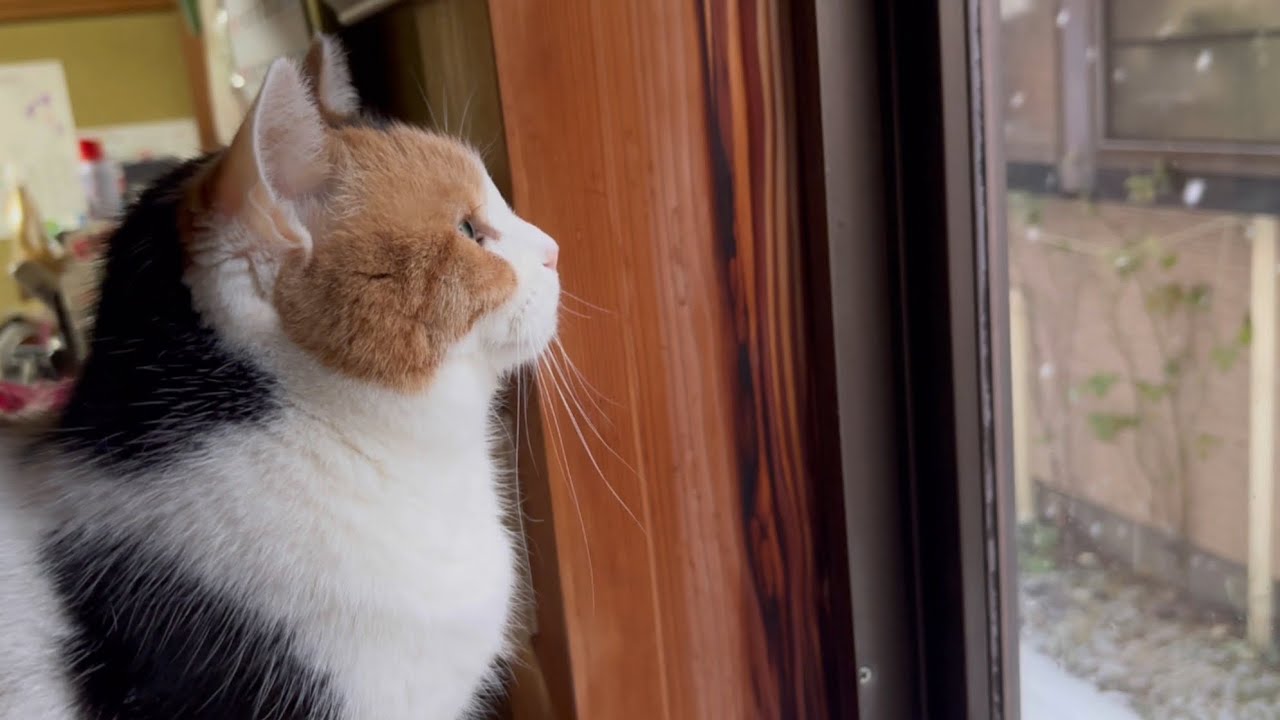 【三毛猫】雪見ミケ（2026年1月25日）