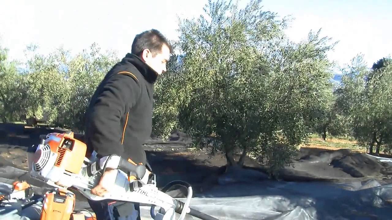 TIERRA FERTIL. Sector Primario. Recoleccion de aceituna