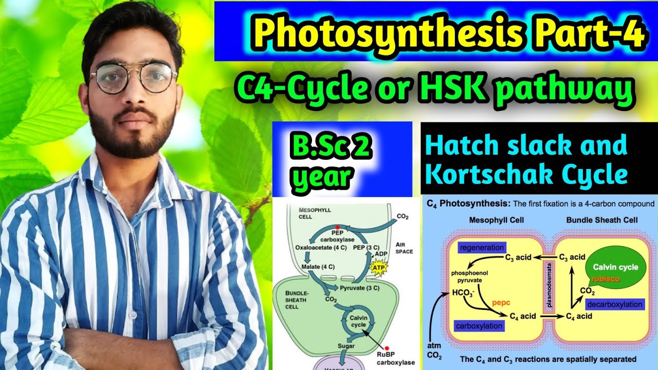 C4 Cycle|| Hatch slack pathway|| Photosynthesis part-4