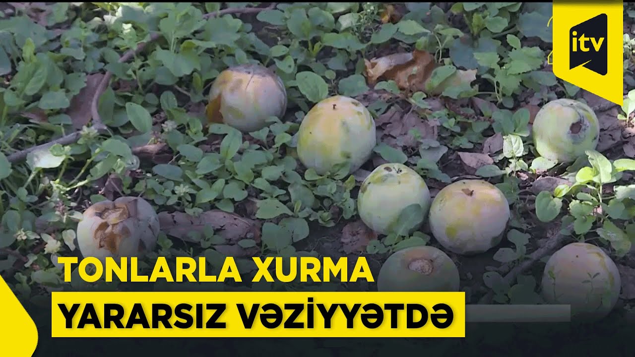 Xurma bağlarında tonlarla məhsul yararsız vəziyyətə düşüb – səbəb nədir?
