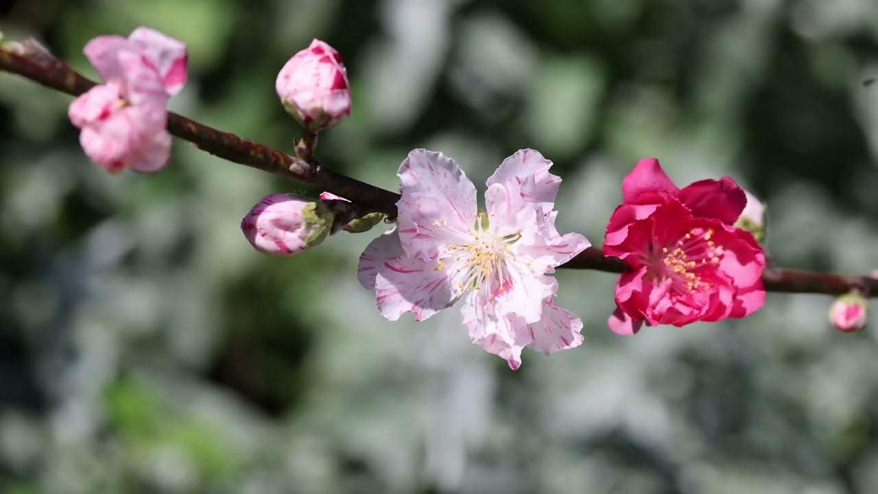 Spring Walk at the Royal Botanic Garden Sydney