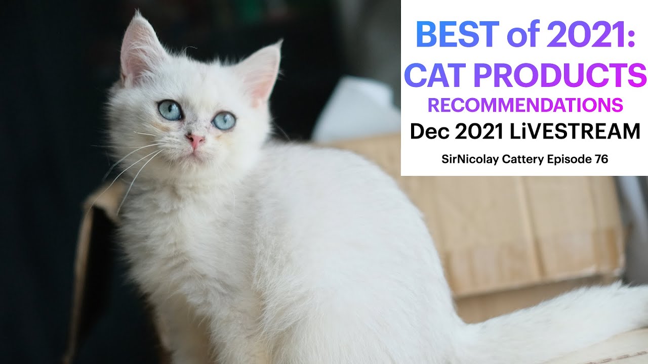 Best of 2021 Cat Products Recommendations