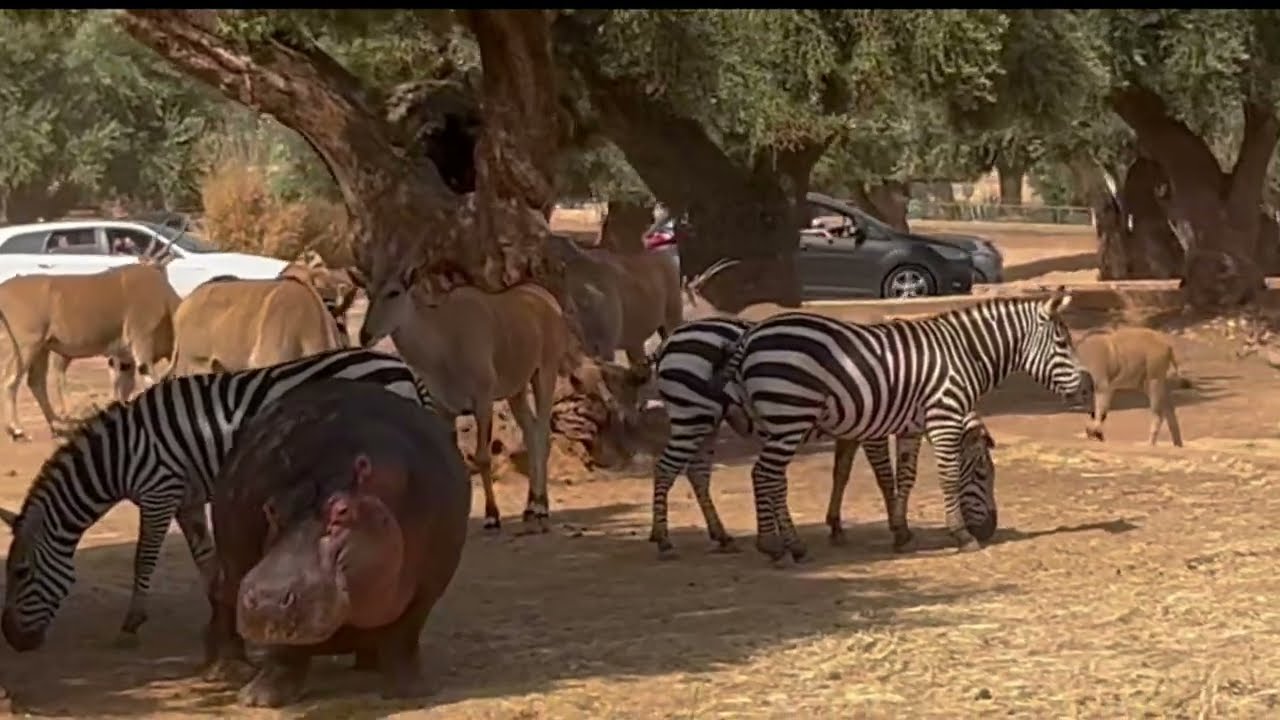 Italy, Puglia. Safari park Fasanolandia.