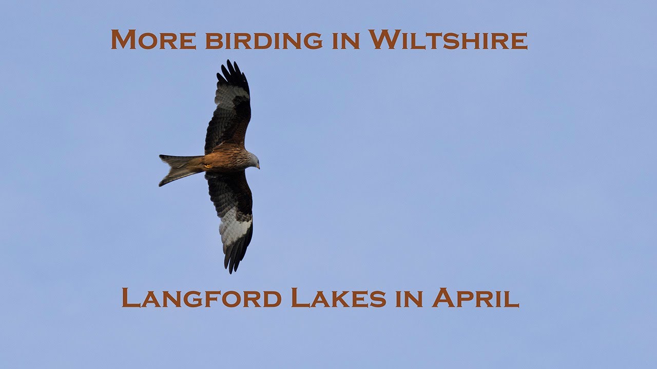 A year at Langford Lakes - Wagtails, Lapwings and a Red Kite  April 2025