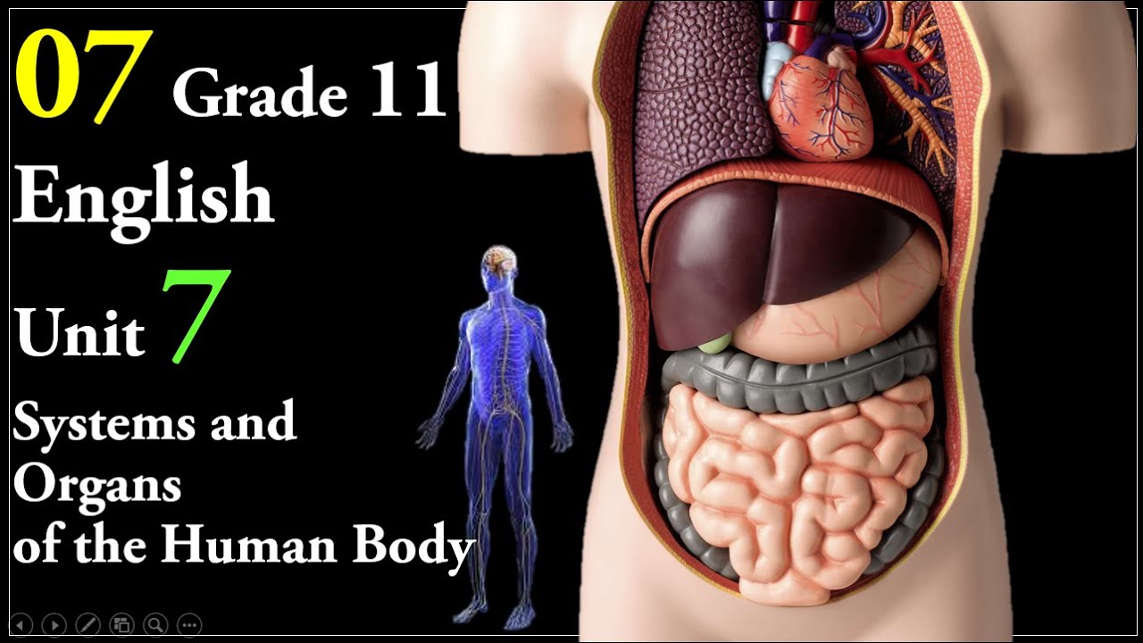 07 Grade 11 English Unit 7; Systems and Organs of the Human Body