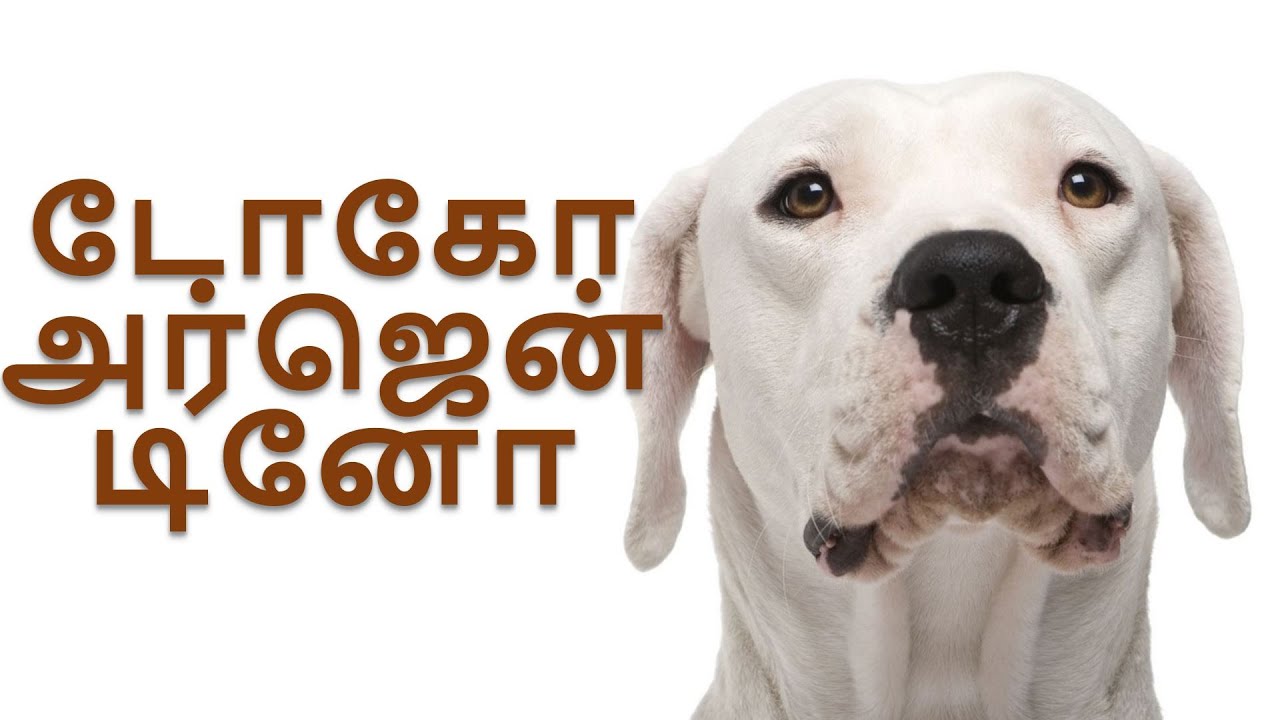 டோகோ அர்ஜென்டினோ | DOGO ARGENTINO TAMIL