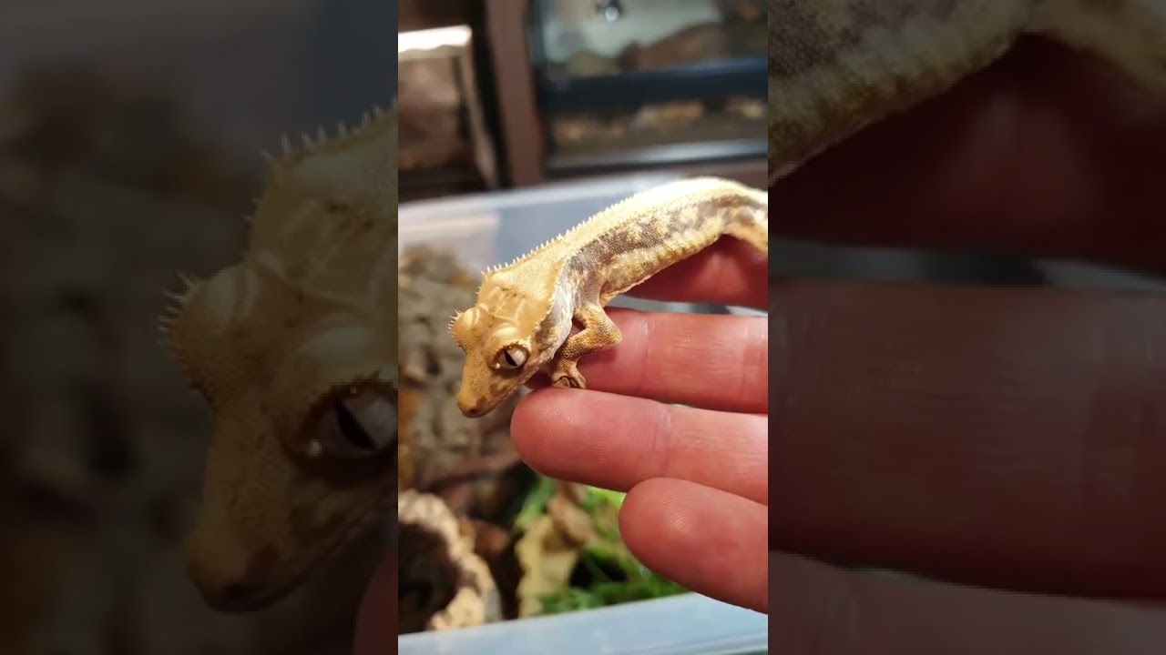 What Fruit Can My Crested Gecko Eat?! 🦎🤔#shorts