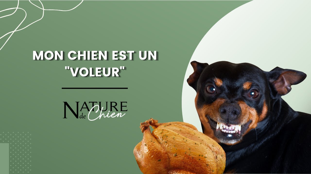 Mon chien est un 