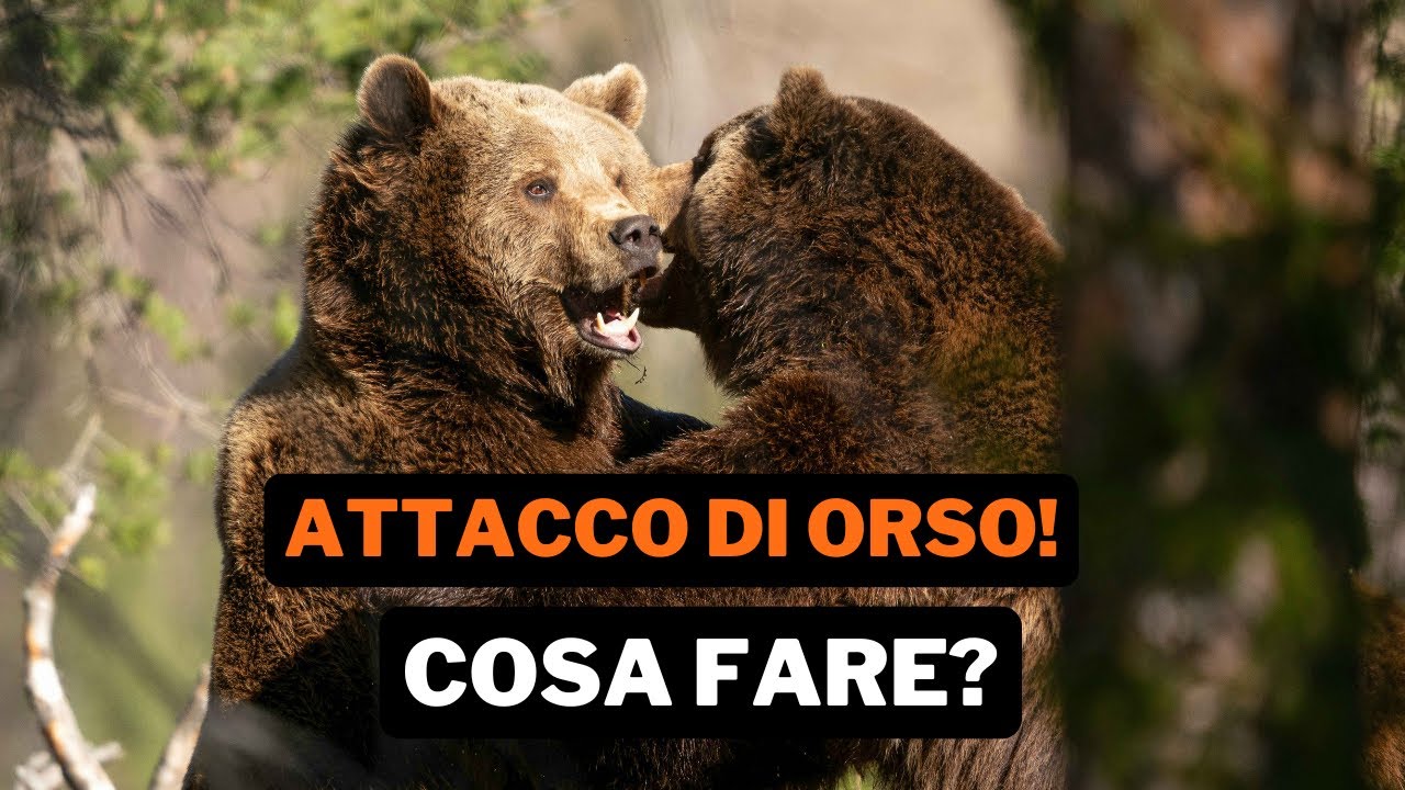 ATTACCO DI ORSO? ecco cosa fare!