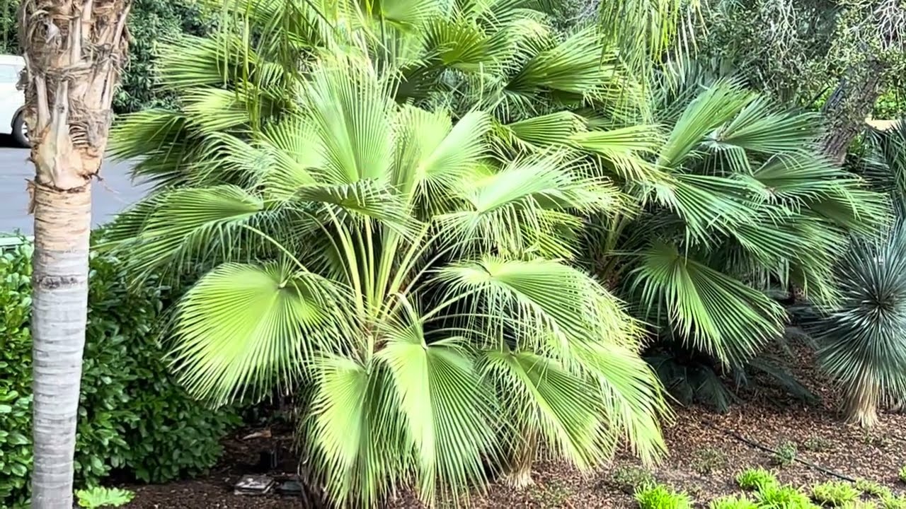 Brahea edulis, Guadalupe Island Fan Palm Foliage Study