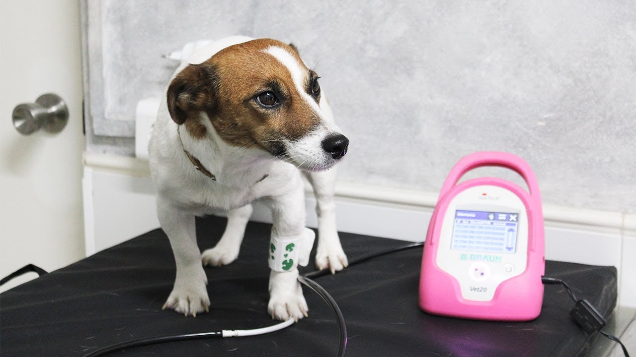 ¿Cómo tomar la tensión a un perro? | Clínica veterinaria | Escuelanimal