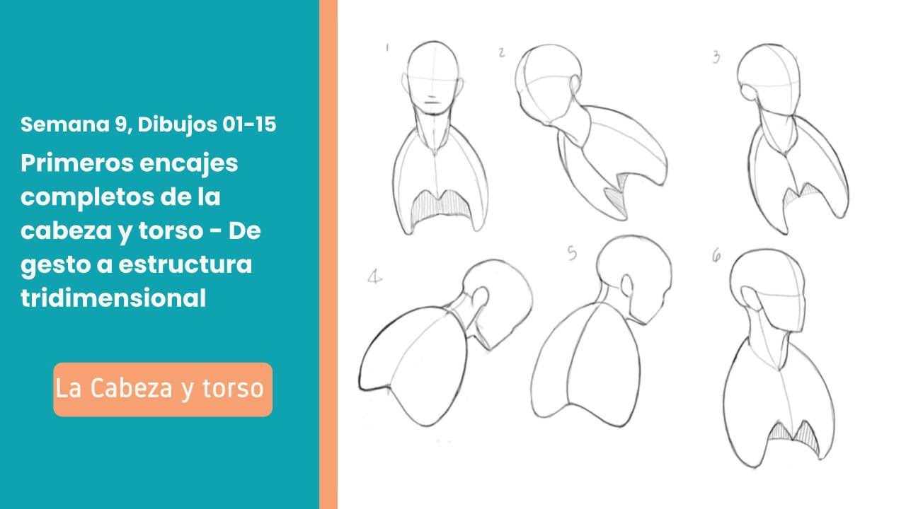 Entrenamiento de dibujo estructural de la cabeza hasta torso superior