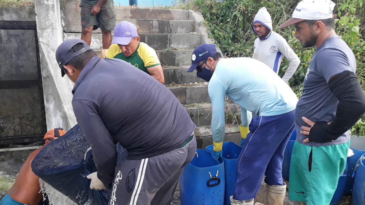 Despesca de camarao em cativeiro