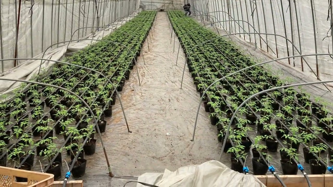 How to do Tomato farming nursery to land 1st step 