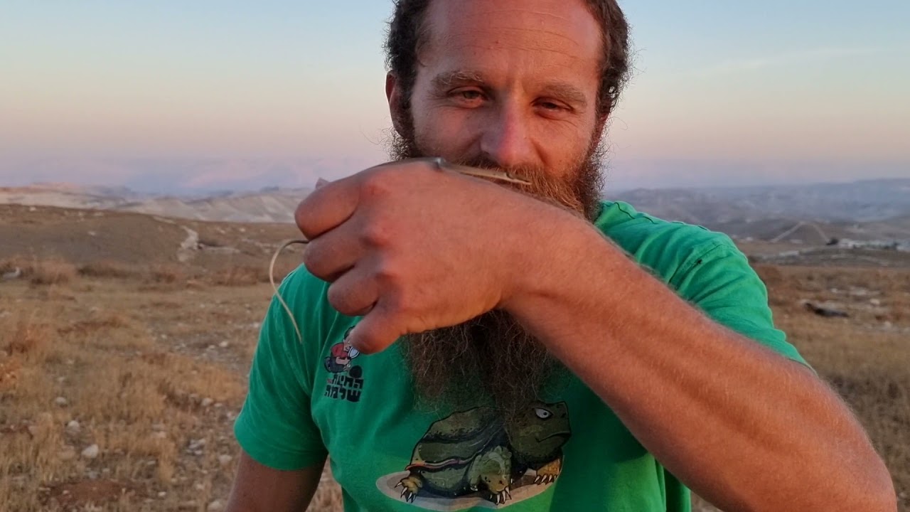 נחש ענק! האמנם? @Myochoplus  שחרור זעמן זיתני