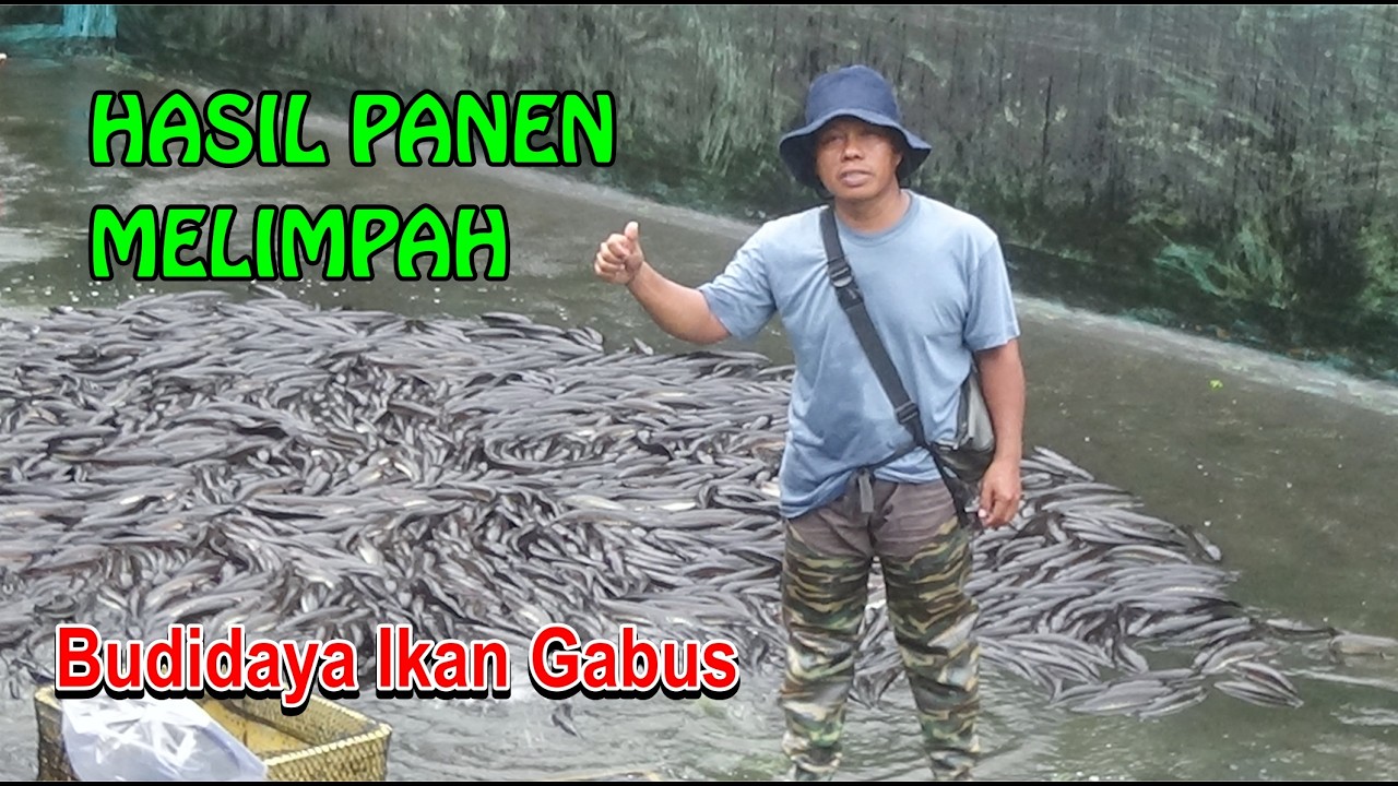 Hasil panen ikan gabus ikan gabus melimpah || Berapa keuntunganya ..?