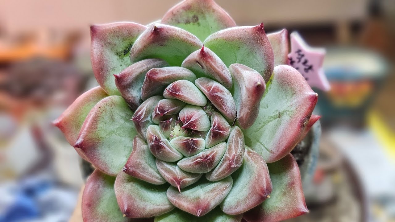 붉은늑대 적랑  어떤화분이 어울릴까 #다육이  #Korean succulents #plants #多肉植物  #たにくしょくぶつ