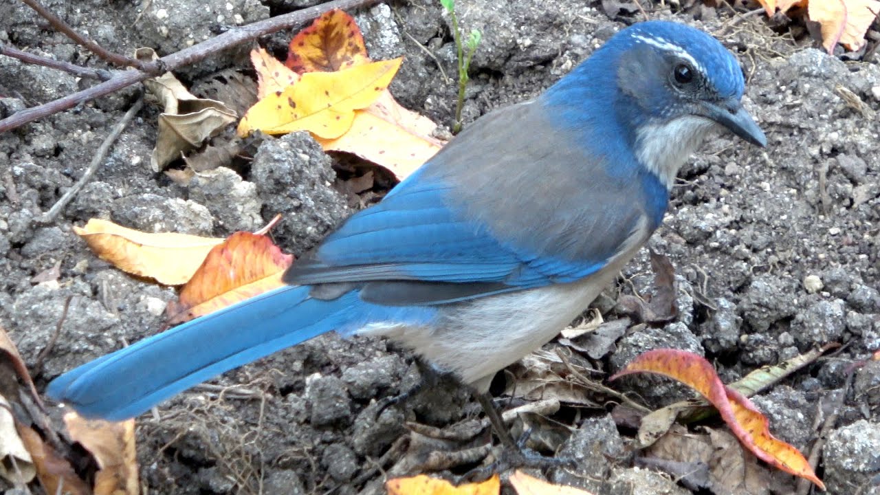 California scrub jay cracks acorn