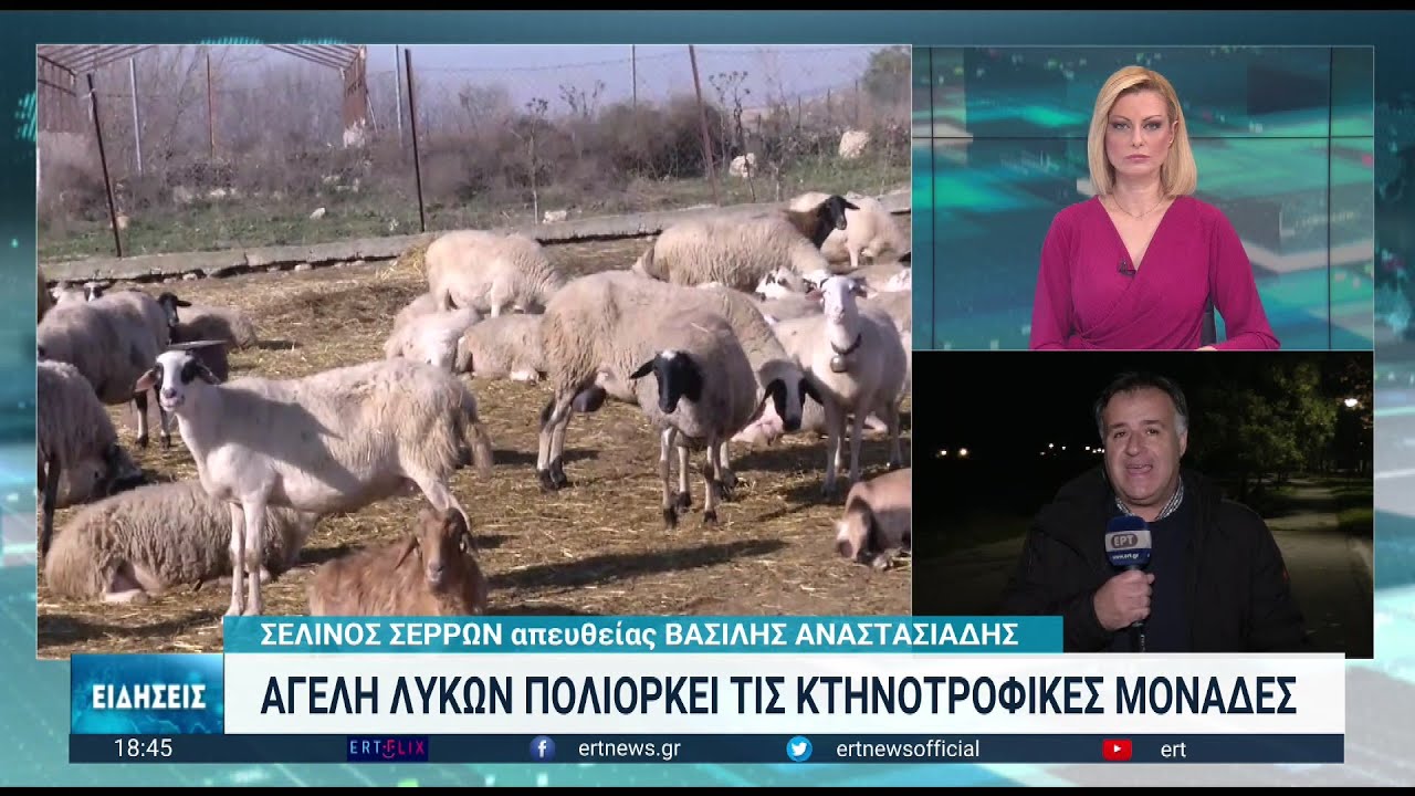 Σφελινός Σερρών: Τρομοκρατημένοι οι κτηνοτρόφοι από τις επιθέσεις αγέλης λύκων | 04/01/2023 | ΕΡΤ