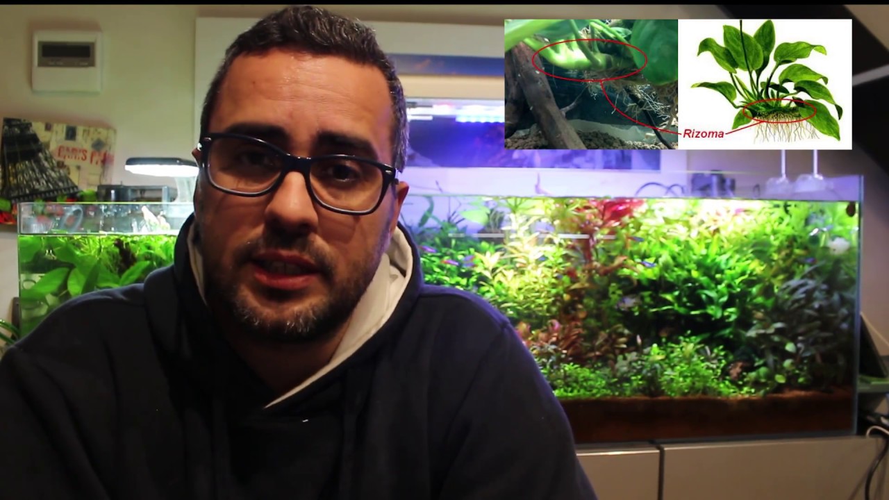 Guía básica acuario plantado: como podar y plantar