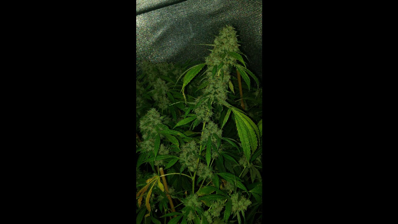 Veganic Fatman OG