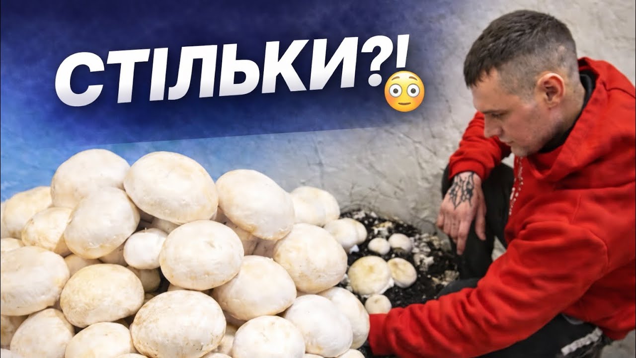 З 1 пакета виросло стільки шампіньйонів?! 😳