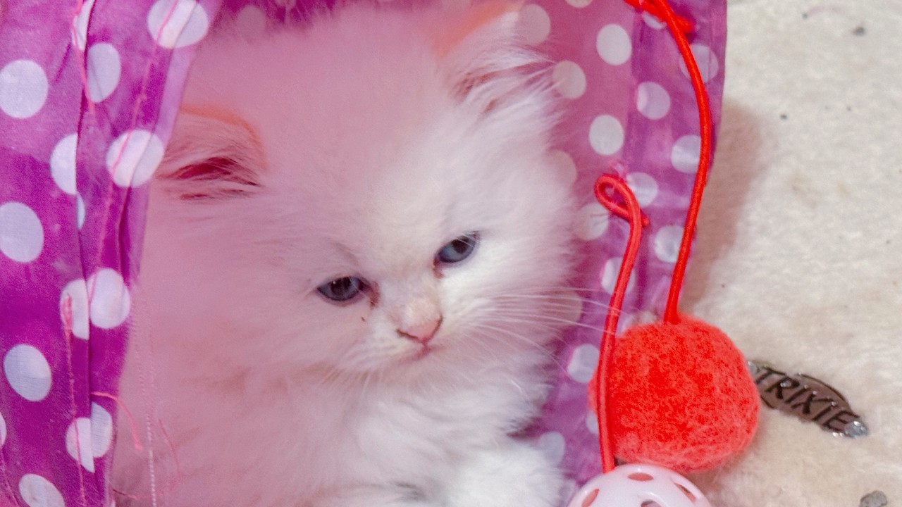 2/18/26 Ragdoll Kittens