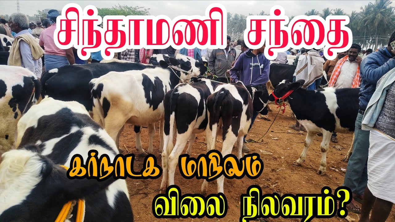 சிந்தாமணி சந்தை எப்படி இருக்கு வளர்ப்பு கன்று குட்டிகள் கர்நாடக மாநிலம் 