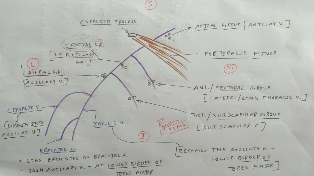 Mammary gland Anatomy - 7, Lymphatic drainage | Axillary lymph nodes | TCML
