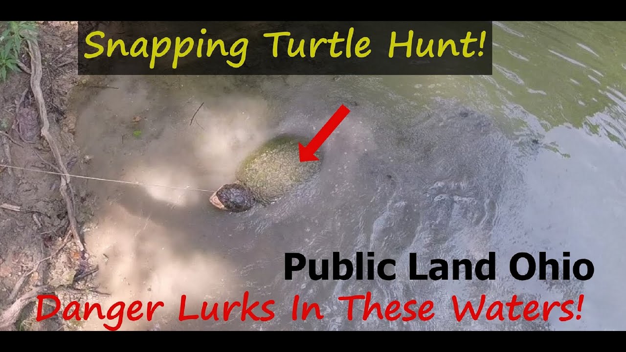 Snapping Turtle Hunting, Using Drop lines In The Backwoods Of Ohio (Public Land)