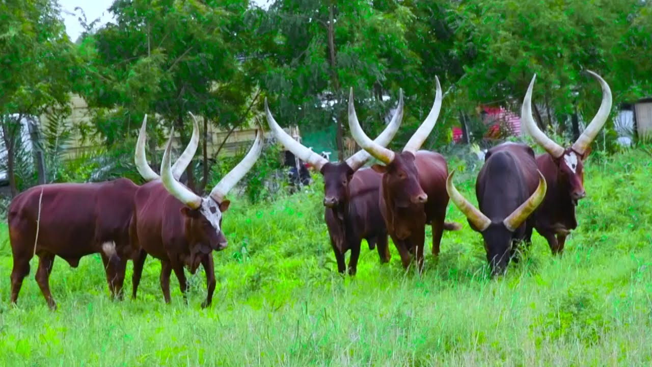 Tharaka University College - Jerusalema Challenge