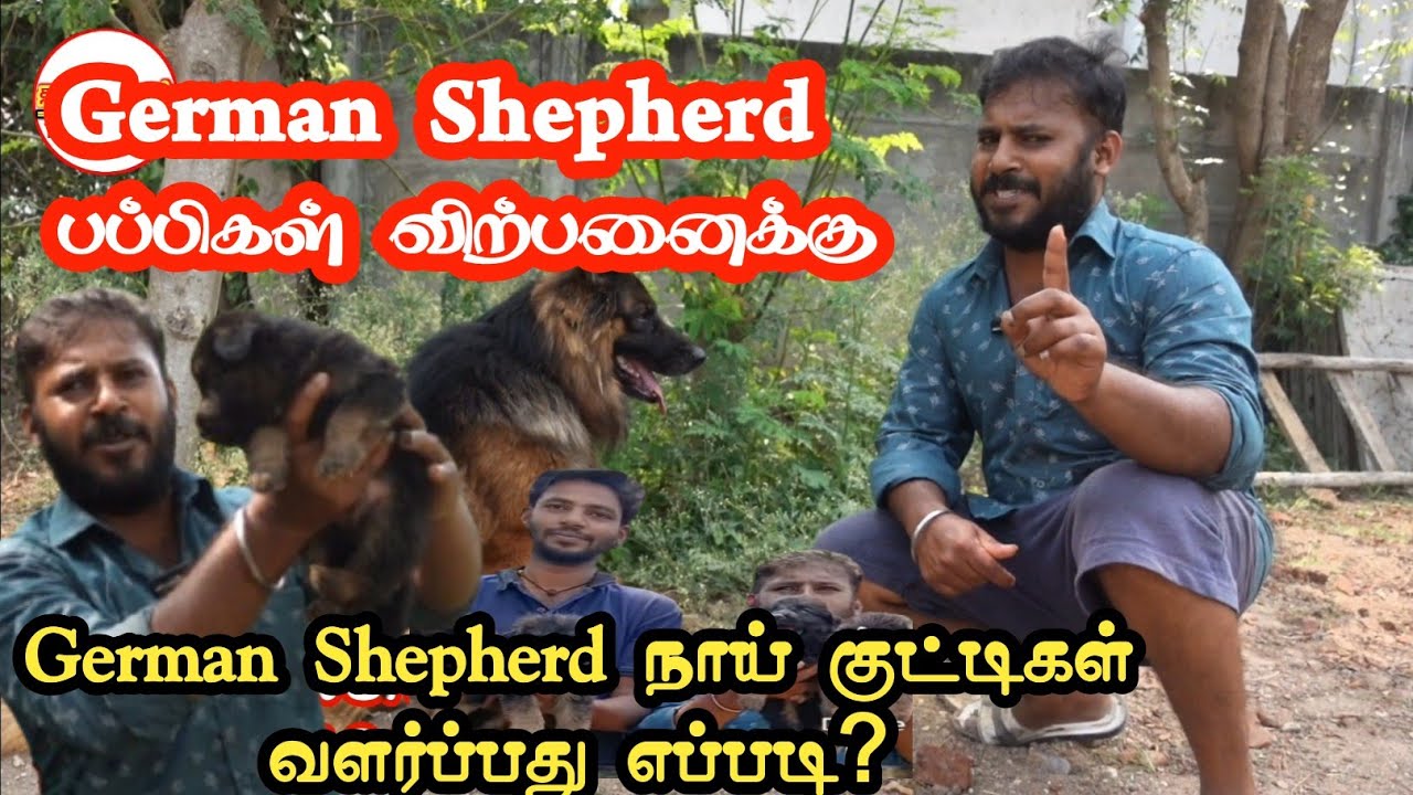 ஜெர்மன் ஷெப்பர்ட் நாய் குட்டிகள் விற்பனைக்கு வளர்ப்பது நோய் மேலாண்மை எப்படி #dog #GermanShepherd 