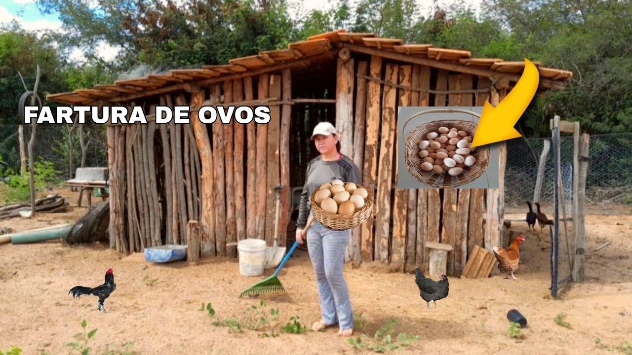 COM POUCAS GALINHAS VEJA A FARTURA DE OVOS CAIPIRA QUE COLHEMOS 4O OVOS  +ROTINA NA ROÇA