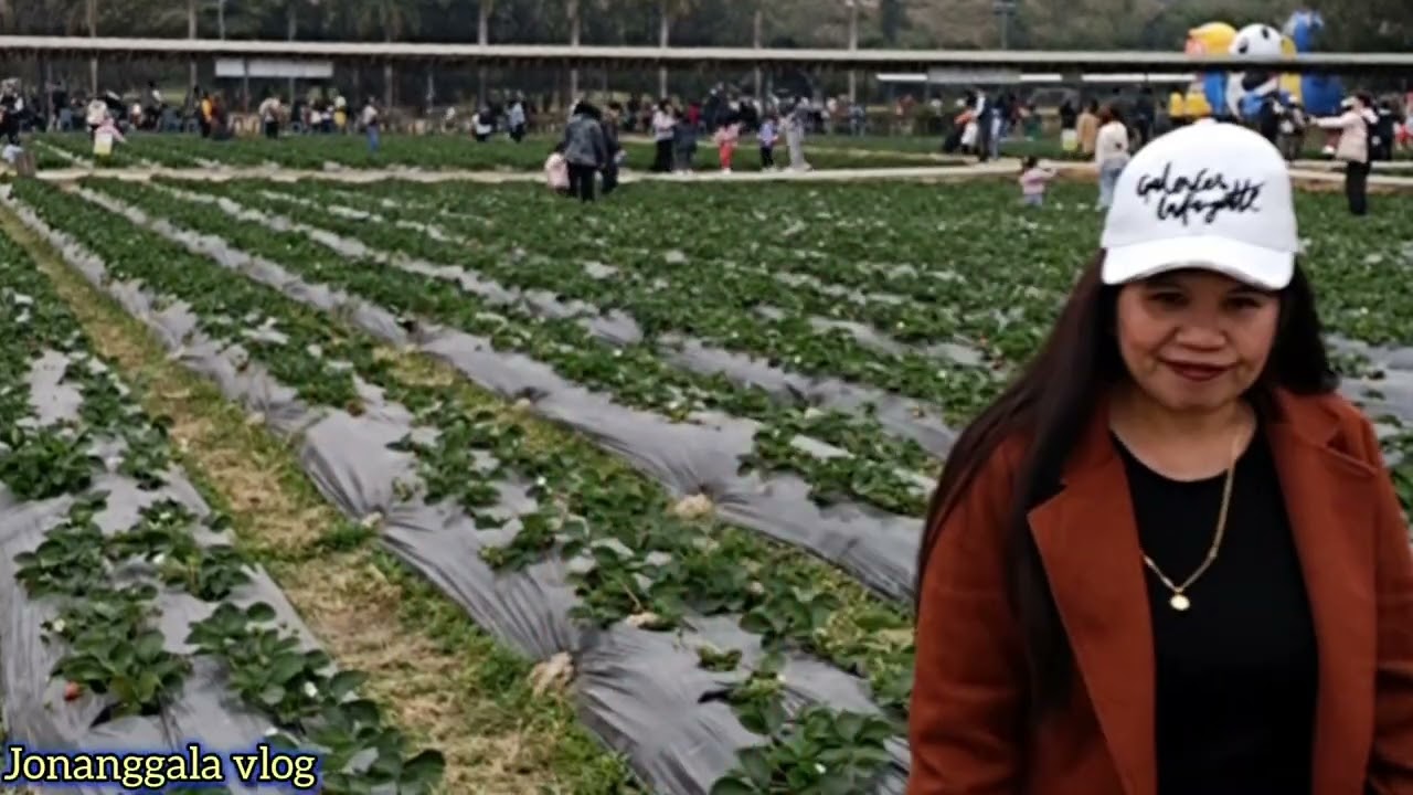 How to go in Kam tin Country Club | STRAWBERRY FARM