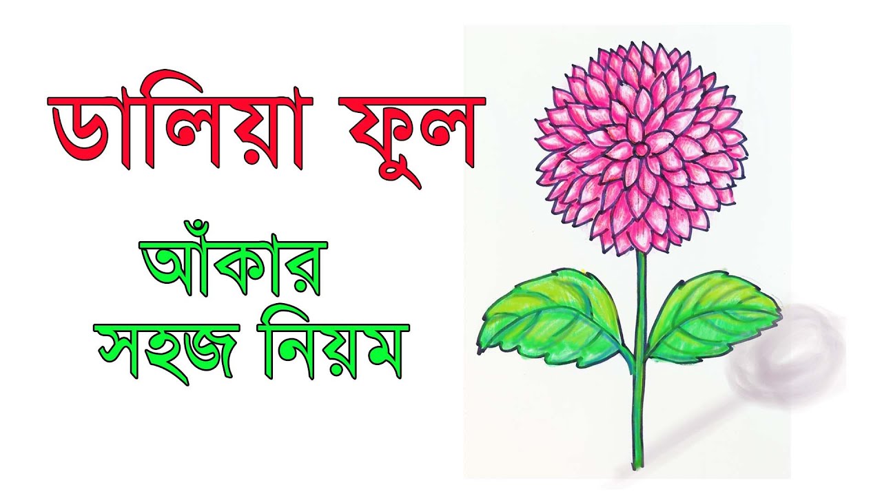 How to Draw a Dahlia flower Step by Step for Beginners | ডালিয়া ফুল আঁকার সহজ নিয়ম