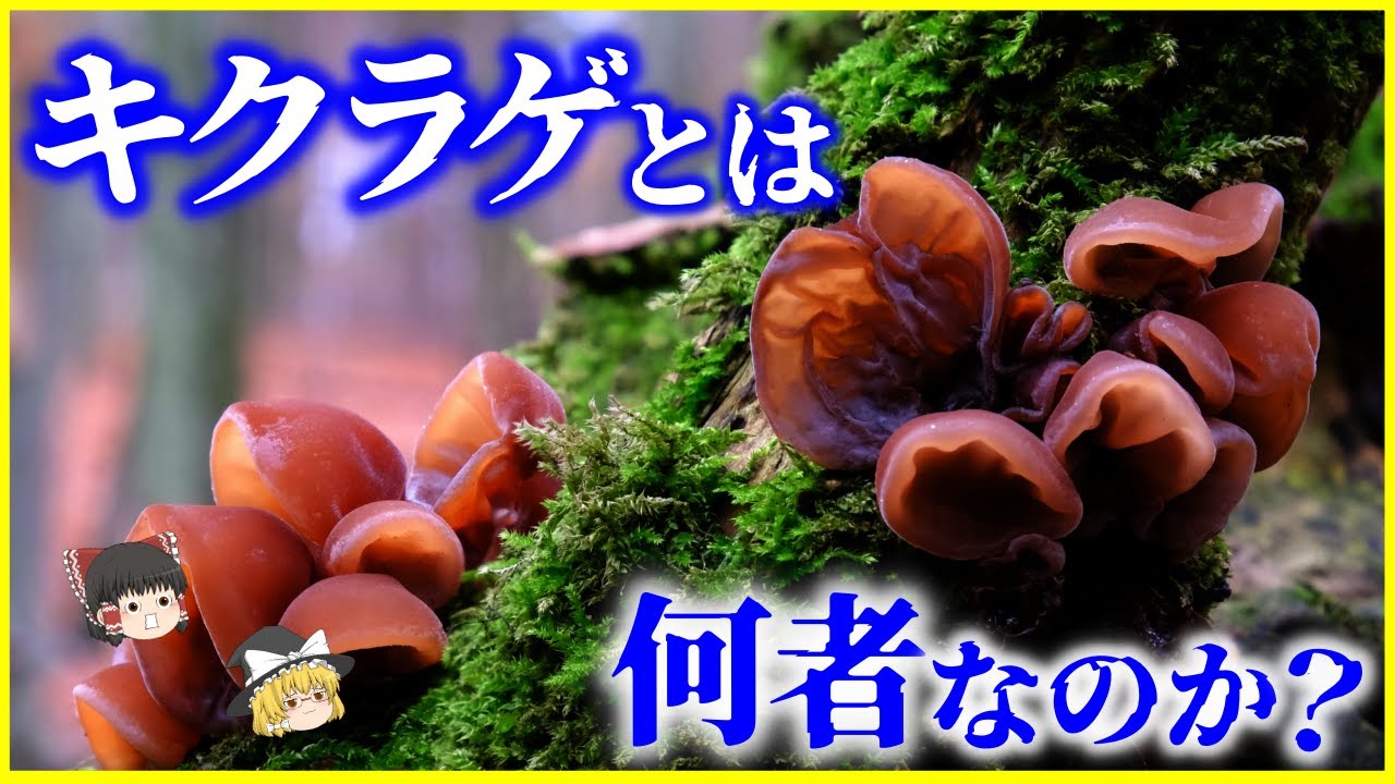 【ゆっくり解説】なぜ「くらげ」？「きくらげ」とは何者なのか？を解説/海藻じゃないよキノコだよ…自宅でもキクラゲは栽培可能!?