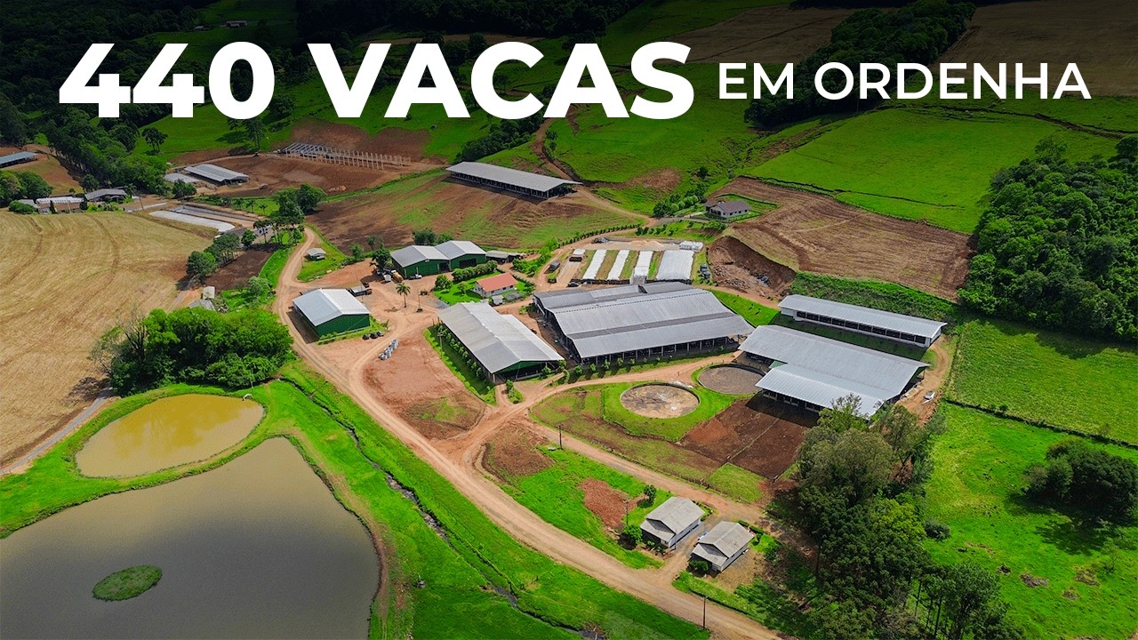 19.360 LITROS DE LEITE POR DIA COM 440 VACAS: A PRECISÃO DA FAMÍLIA AUER EM TREZE TÍLIAS 🇧🇷