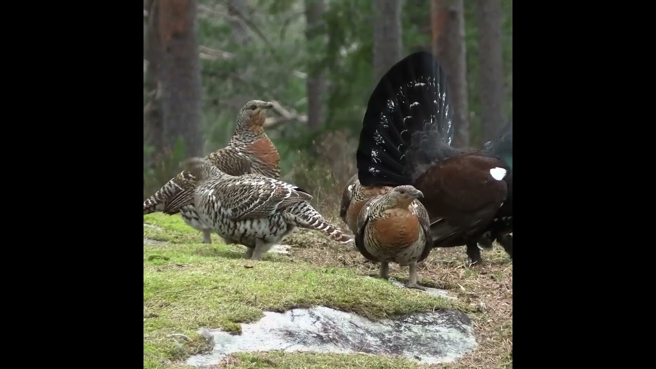 #passaros #naturezasurpreendente #aves #natureza #viralvideo #paisagemnatural #passaros #aves #aves.