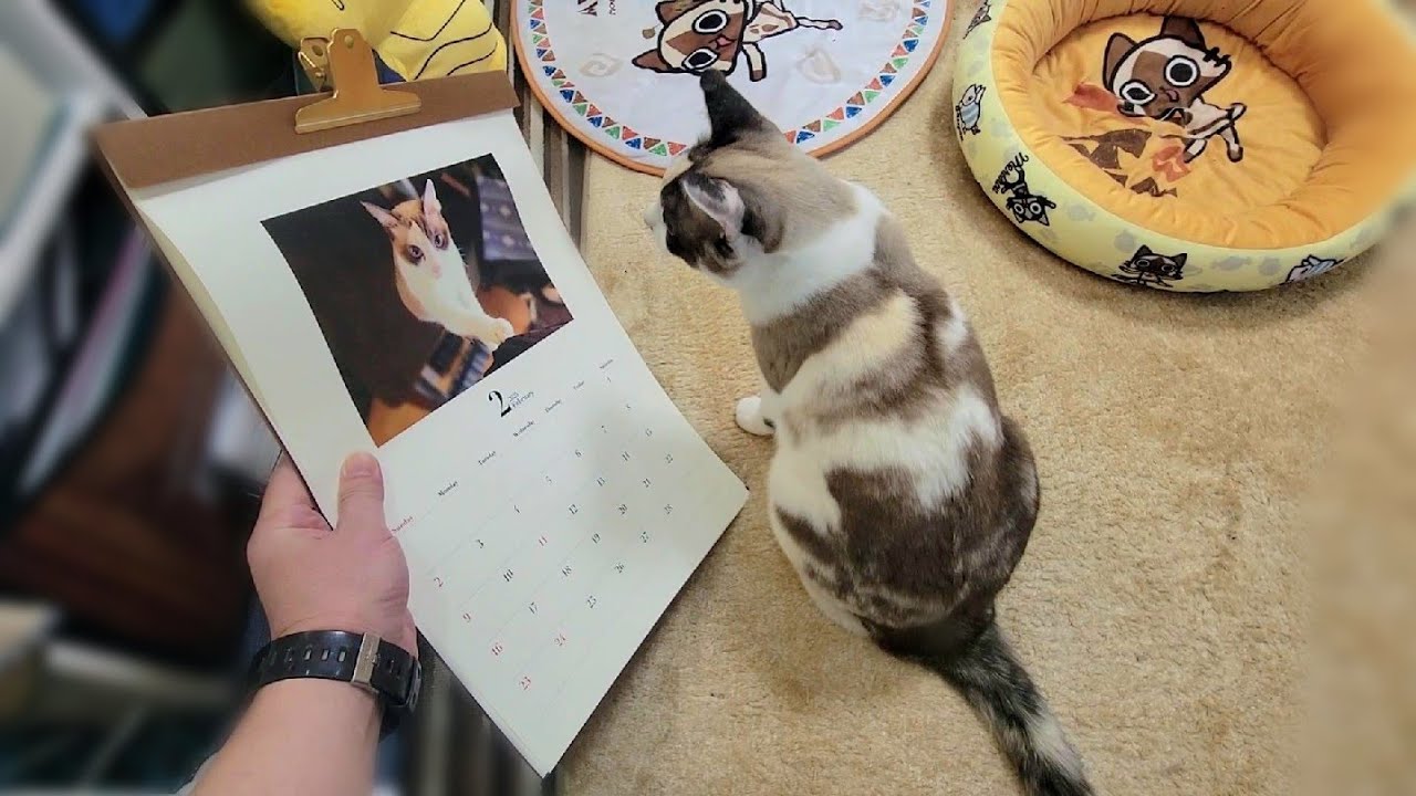 ペポ猫がカレンダーに写る猫を見て自分であると認識した結果📅