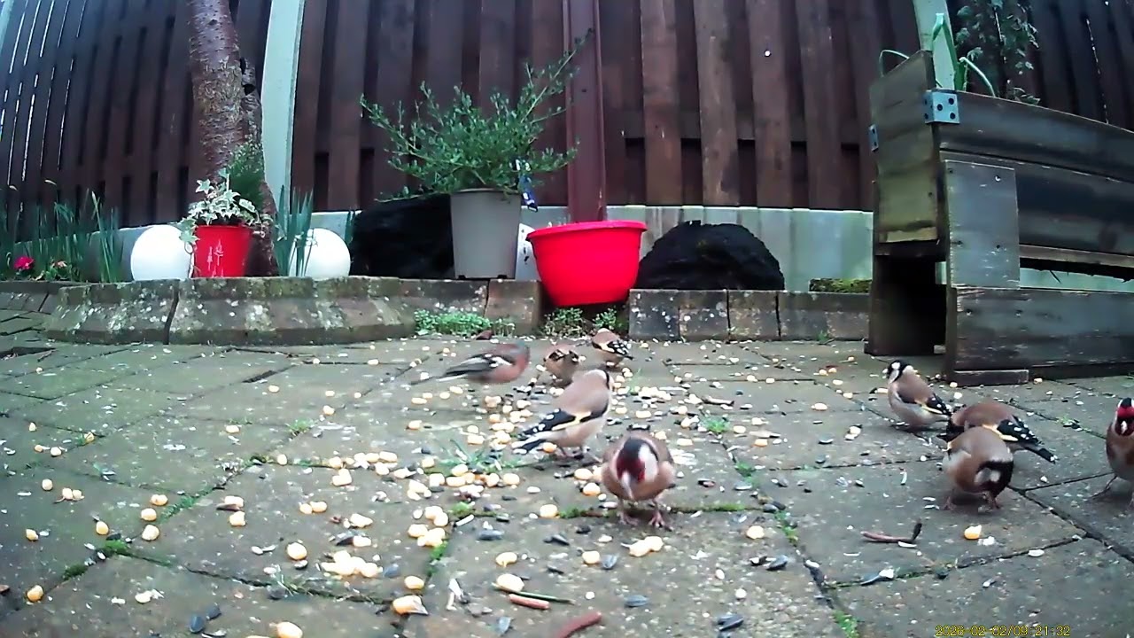 Irish backyard birds (Trim)