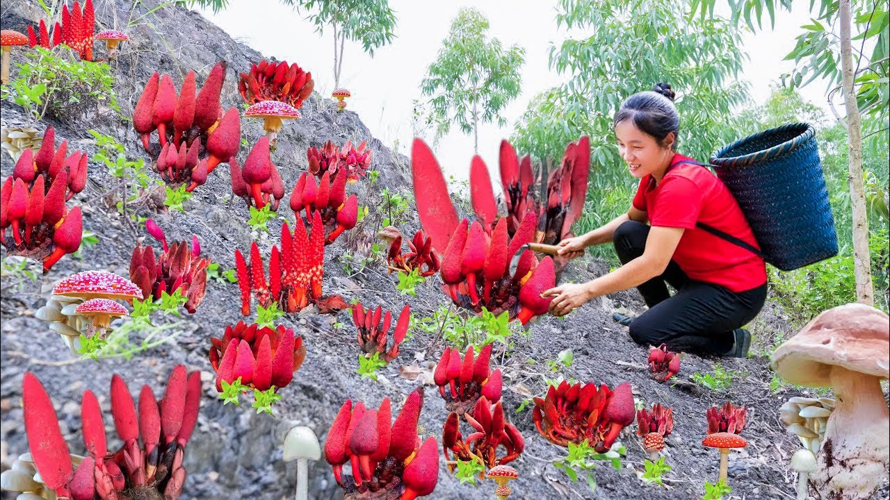 Harvest A Lot Of Red Coral Mushrooms Goes to Market Sell, Mushroom recipes | Susan Daily Life