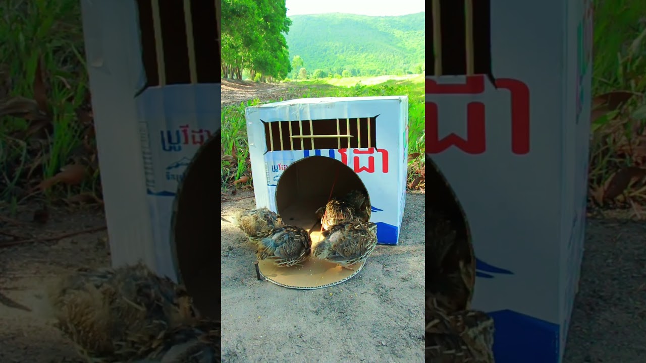Creative bird traps using cardboard boxes #video shorts
