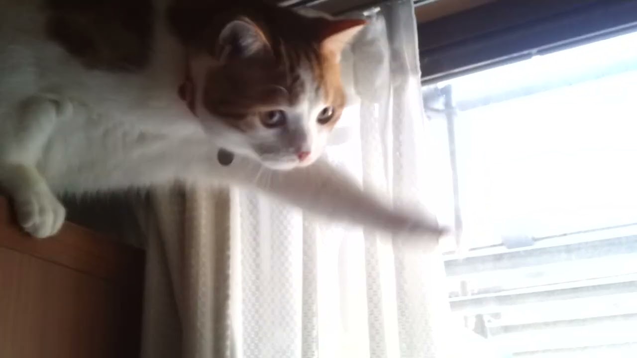 どうしても窓の外が見たかった猫のゆずにゃん君。