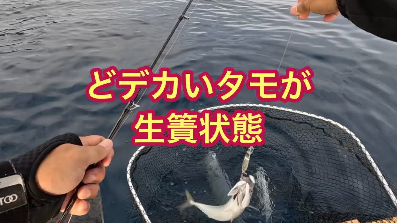 【2馬力ボート釣り】若狭湾某所の入れ食い｢サワラの巣｣は継続中⁉️釣れ過ぎてもういらない？お盆の渋滞？撮れ高充分？なぜか3時間の超早帰りの真相とは⁉️