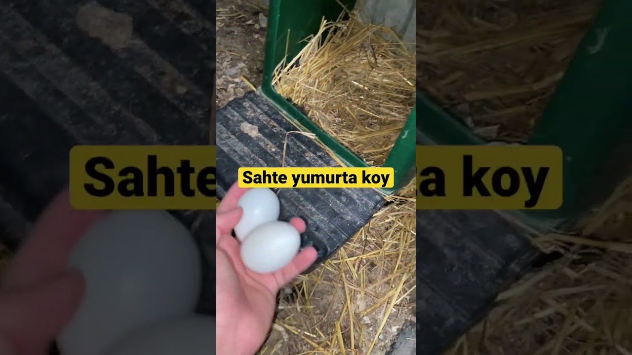 Yumurta verimi arttırma / Folluk yapımı