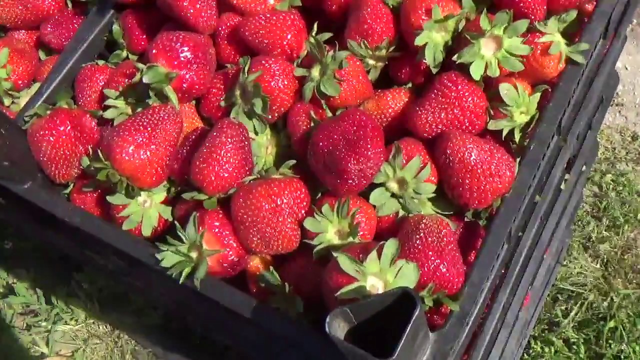 % 50 Çilek Bahçesinin Verimini Artırmak  - 2. Yıla Hiç Bozulmadan Kalan Bahçe