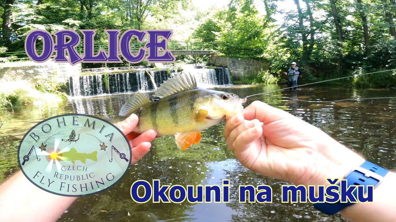 Muškařské dobrodružství na Orlici/Fly fishing adventure on Orlice