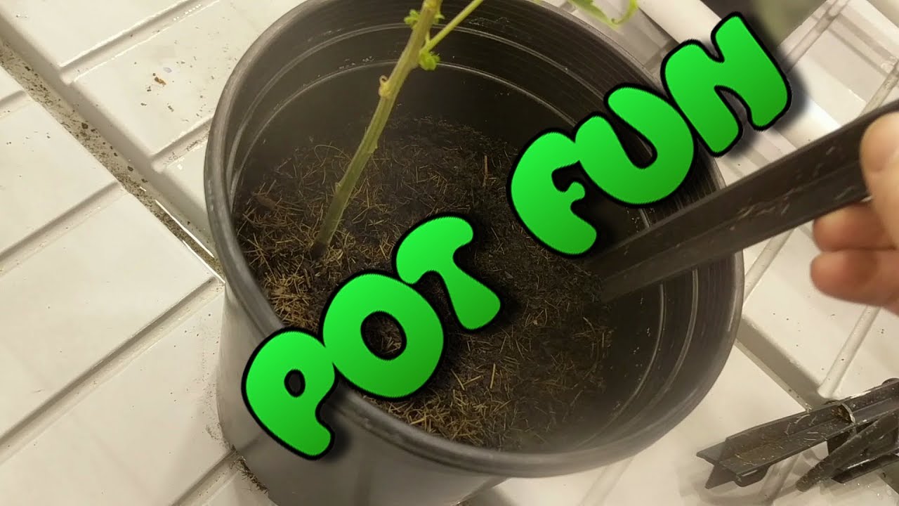 Grow update #7 | You don't pot right  ۜ\(סּںסּَ` )/ۜ Perfect Grower 4 Part is the business