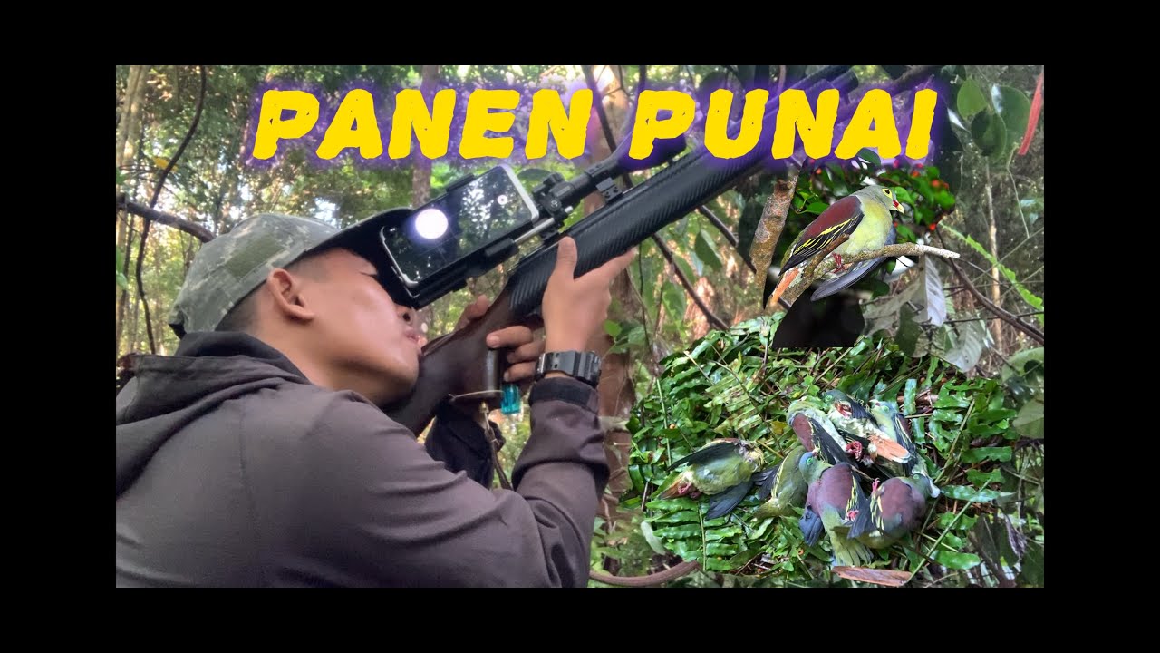 BERBURU BURUNG PUNAI DI POHON BERINGIN BERBUAH.... #hunting #beranda #Borneo Slug