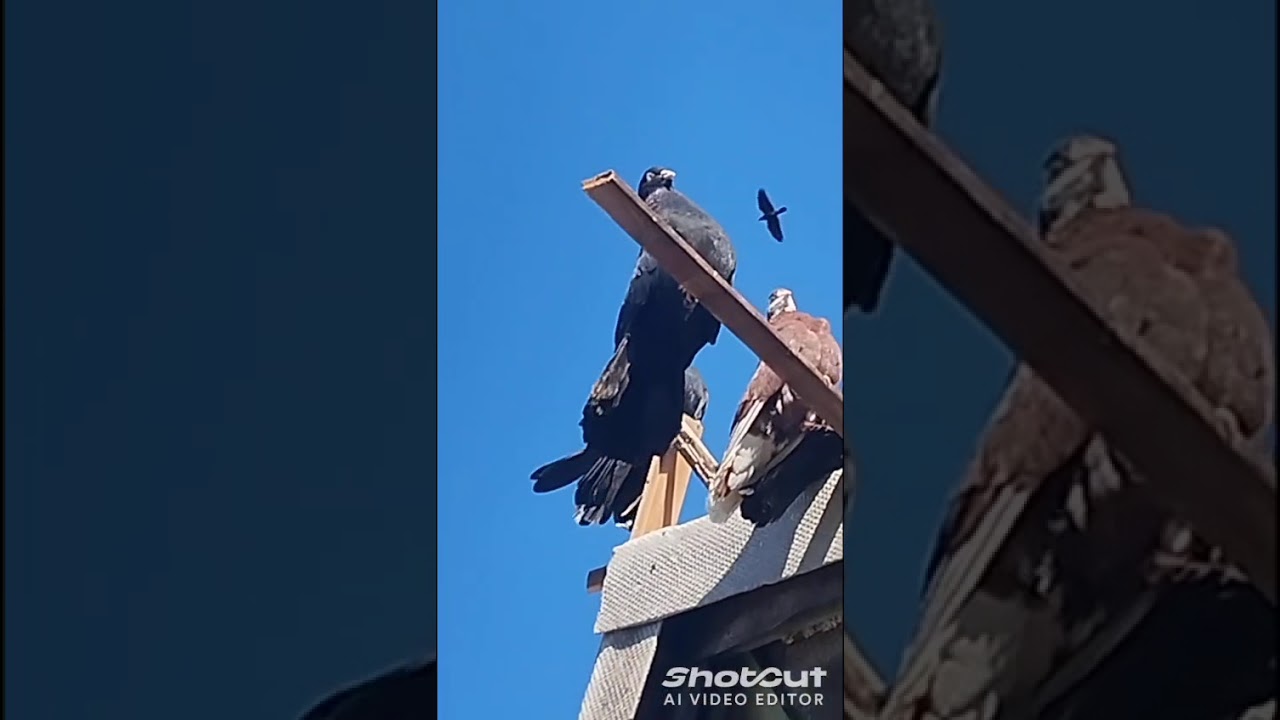 Мариупольские жуки 26.10.2025